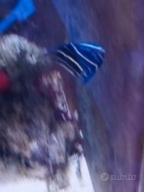Pesci acquario marino