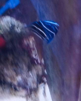 Pesci acquario marino