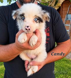 Cuccioli border collie