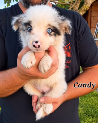 Cuccioli border collie