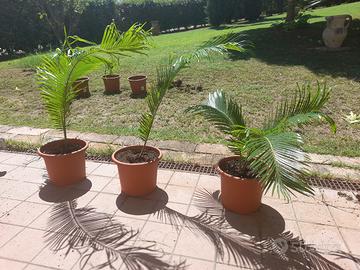 pianta cycas