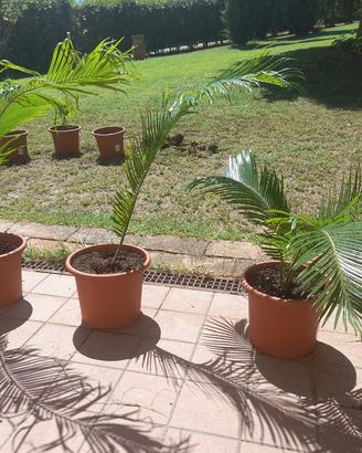 pianta cycas
