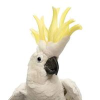 Cacatua galerita-Targhetta in legno artigianale pi