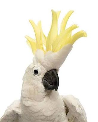 Cacatua galerita-Targhetta in legno artigianale pi