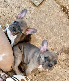 Bulldog francese