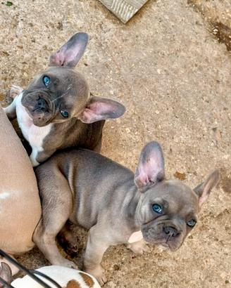 Bulldog francese
