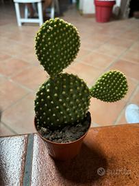 Pianta grassa Opuntia
