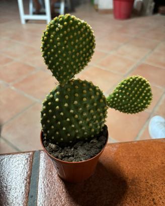 Pianta grassa Opuntia