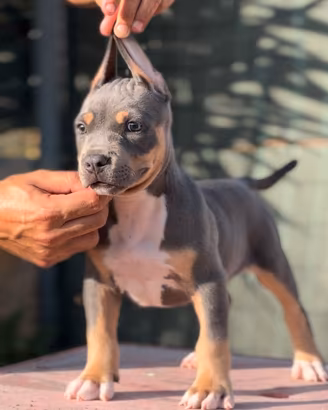 Pitbull