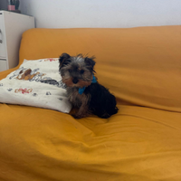 Yorkshire Toy e STANDARD