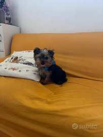 Yorkshire Toy e STANDARD