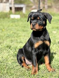 Cucciolo rottweiler