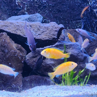 Labidocrhomis caeruleus