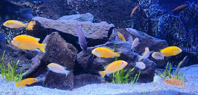 Labidocrhomis caeruleus