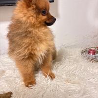 Volpino di Pomerania Spitz tedesco mini