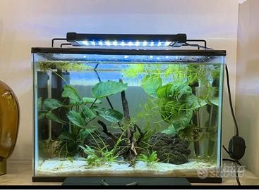 Acquario completo 21 litri