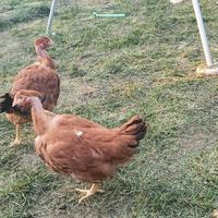 Polli collo nudo e normali rossi