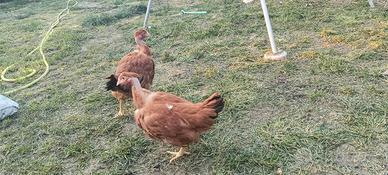 Polli collo nudo e normali rossi