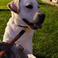 Labrador retriever da monta