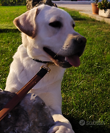 Labrador retriever da monta