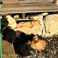 Moroseta nana uova e pulcini