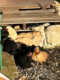 Moroseta nana uova e pulcini