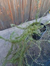 Rosmarino officinalis