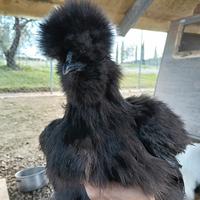 Galli Moroseta giovani vari colori