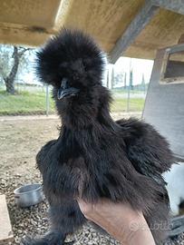 Galli Moroseta giovani vari colori