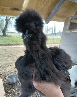 Galli Moroseta giovani vari colori