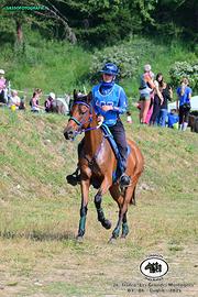 Cavalla da passeggiata/endurace