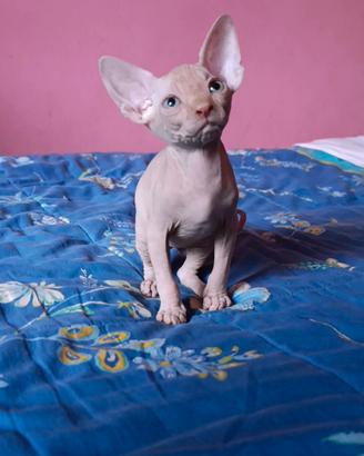Cucciolo di Canadian sphynx
