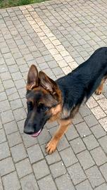 Cucciola Pastore Tedesco