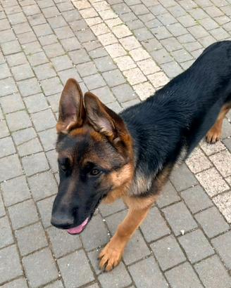 Cucciola Pastore Tedesco