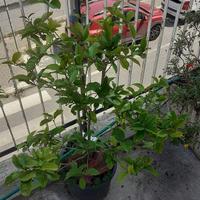 Pianta di Osmanthus Fragrans
