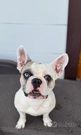 Fidanzatina per cucciolata