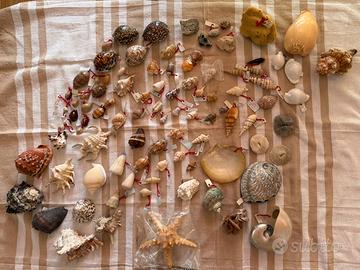 Conchiglie e minerali da collezione