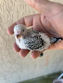 Pullo di cocorita clearbody