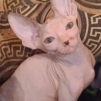 Cucciola di Sphynx