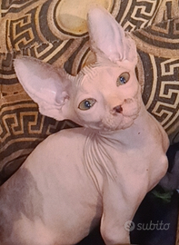 Cucciola di Sphynx