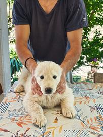 Cucciola Pastore Abruzzese ENCI