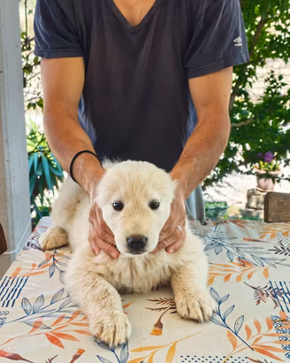 Cucciola Pastore Abruzzese ENCI
