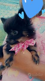 Spitz Volpino di Pomerania black and tan