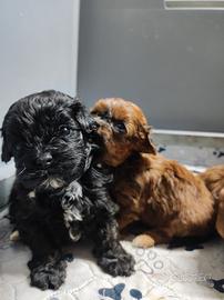 Cuccioli di Shih poo