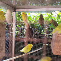 Parrocchetto ondulato - Cocorite