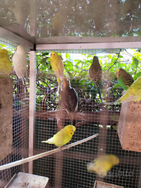 Parrocchetto ondulato - Cocorite