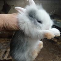 Conigli nani testa di leone