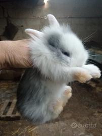 Conigli nani testa di leone