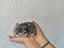 Immagine 4
