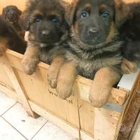 Pastore tedesco cuccioli 3 mesi